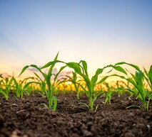 засоби захисту кукурудзи ADAМА