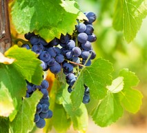 захист винограду адама