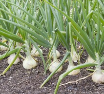 Поле дозріваючої цибулі. Свіжа та якісна цибуля – результат правильного догляду.