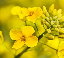 Поле ріпаку: результат ефективного захисту