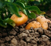 здорова картопля завдяки продуктам АДАМА