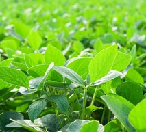  Поле дозріваючої сої. Високоякісна соя – результат правильного догляду