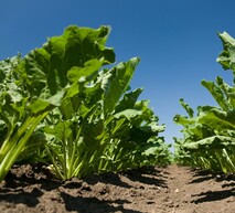 Ефективна схема застосування засобів захисту рослин для цукрового буряку