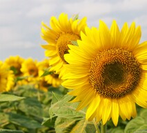 здоровий соняшник з рішеннями адама