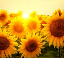 Поле соняшника: результат ефективного захисту