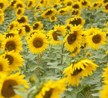 Здорові рослини соняшника