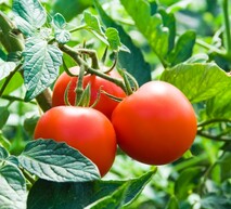 Поле дозріваючих томатів. Здорові кущі томатів. Захист від бур'янів, хвороб та шкідників 