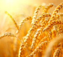 Схема захисту кукурудзи  ADAМА