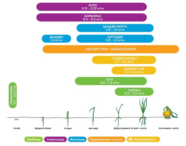 Ефективна схема застосування засобів захисту рослин для цибулі
