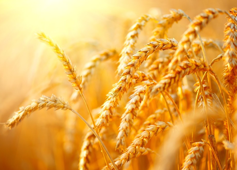 wheat_crop_page.jpg