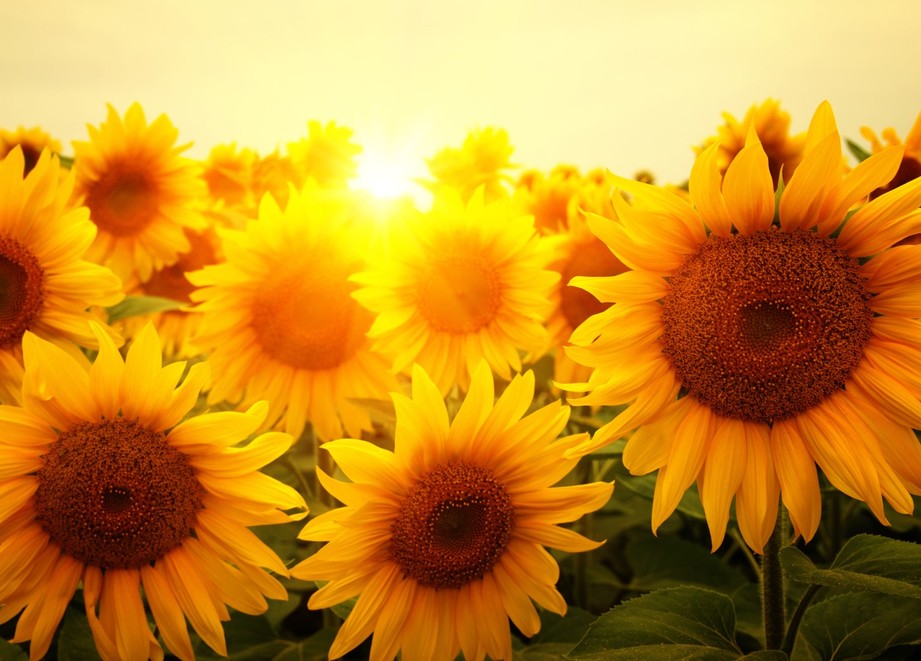 sunflower_imi_crop_page.jpg