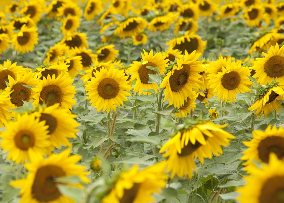 sunflower_tr_crop_page.jpg