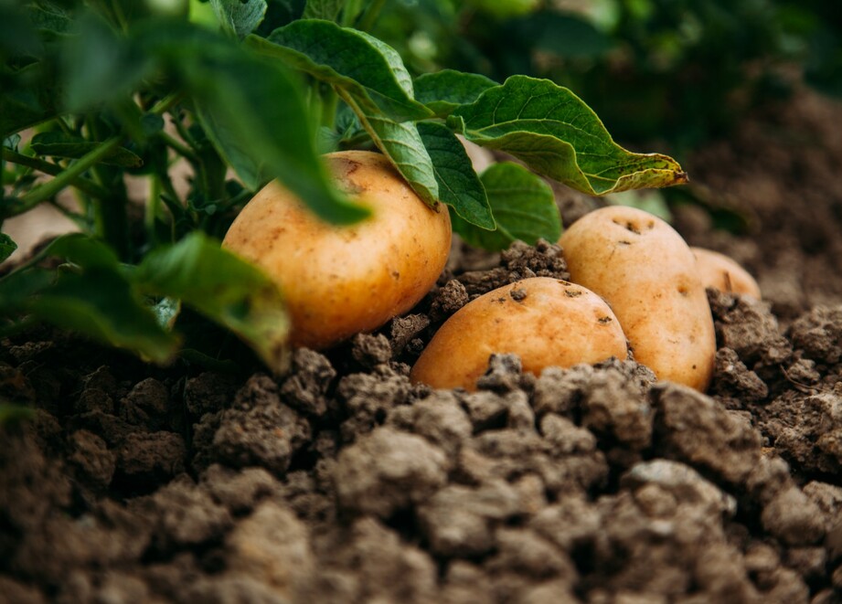 здорова картопля завдяки продуктам АДАМА