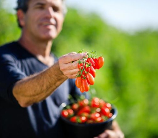 Tomatos Up Close