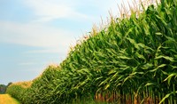 agrovisnyk_autumn_001