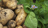 potato_booklet