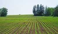 Agrovisnyk_spring_001