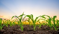 Agrovisnyk_spring_004.jpg