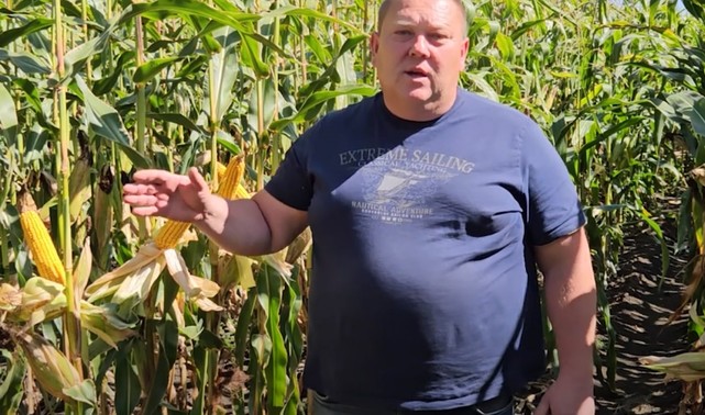 Шкідники кукурудзи: надійні методи захисту. #Агроподорож ADAMA