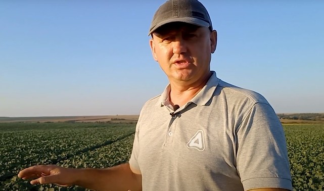 Озимий ріпак: важливість осіннього догляду