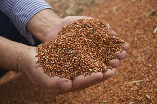 sorghum seeds
