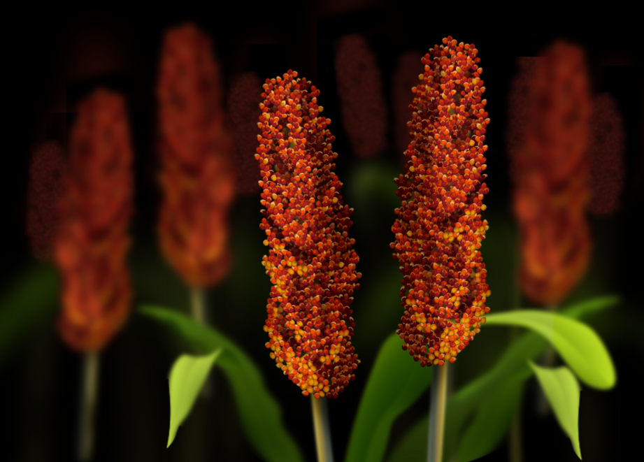 Sorghum Hero