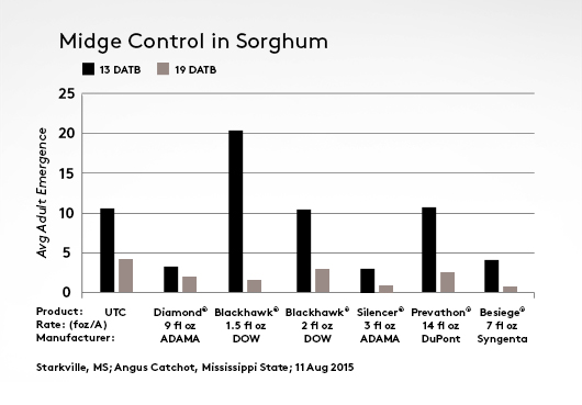 Diamond Midge Sorghum 2