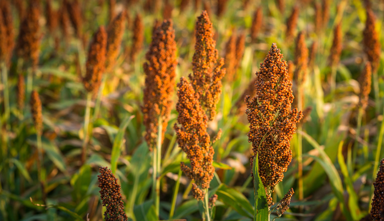 Sorghum Field