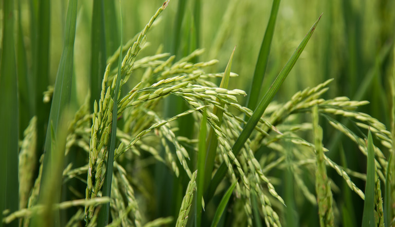 Rice Stock Photo