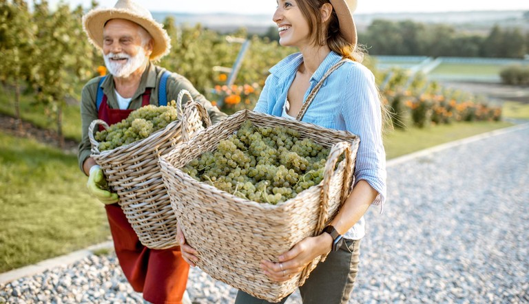 Farmers with Baskets of Grapes