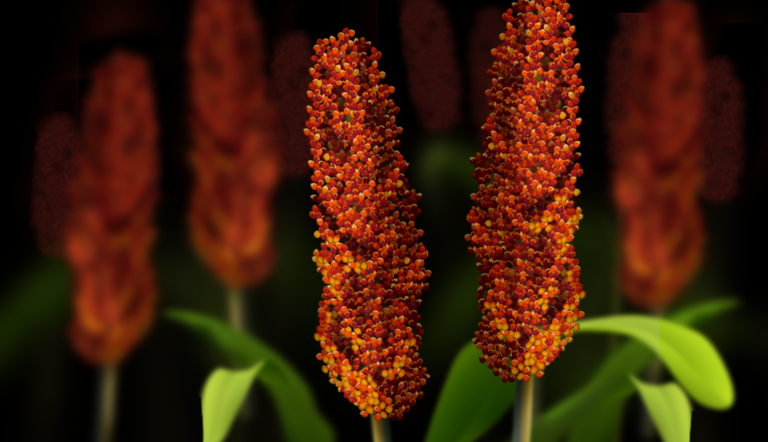 Sorghum Hero