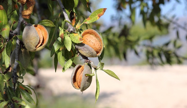 almonds close up