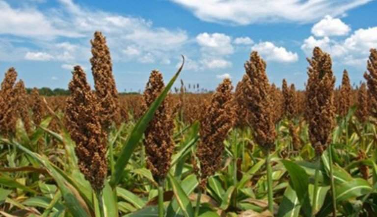 Sorghum