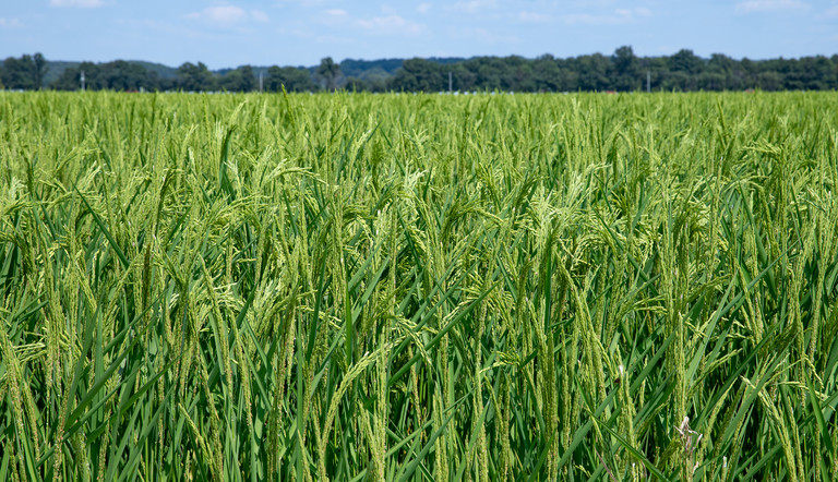 clean rice field