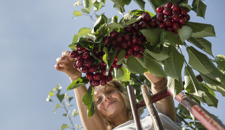 Cherry Picking