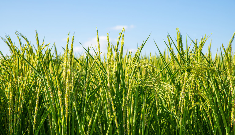 rice field