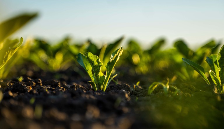 Sugar beet field