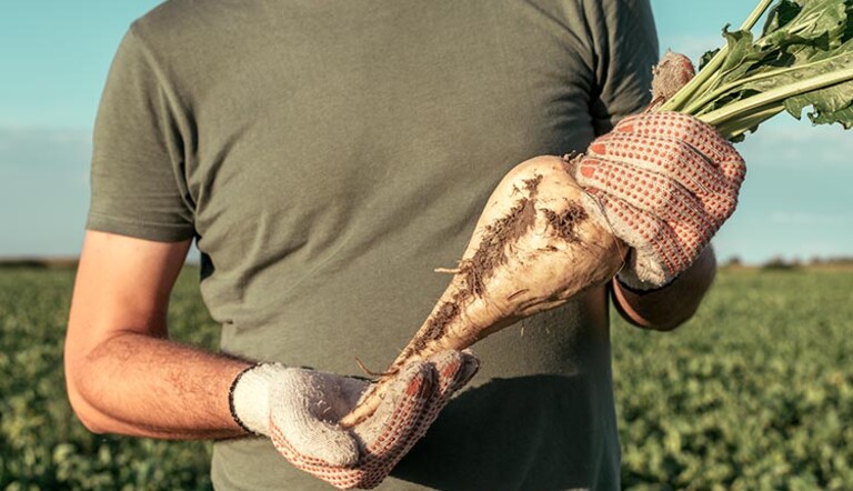 Sugar Beet