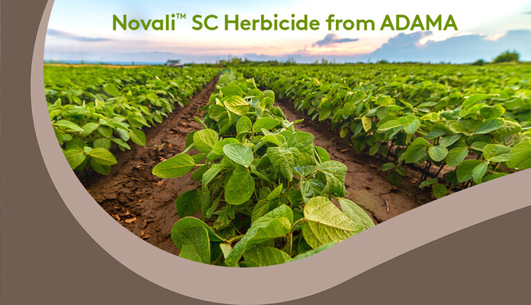 Soybeans Novali 2