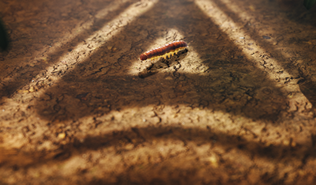 trinalor caterpillar PR image 
