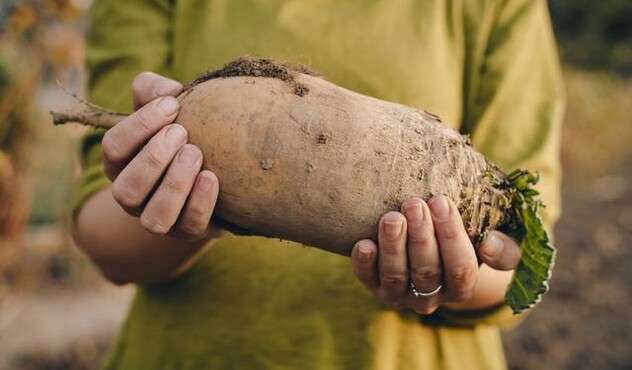 Hands holding sugar beet