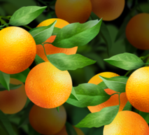 Citrus Hero