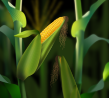 Corn Hero