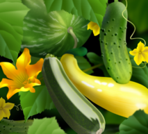 Cucurbits Hero