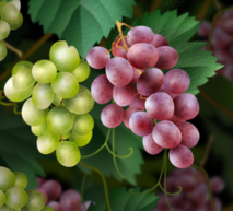 Grapes Hero