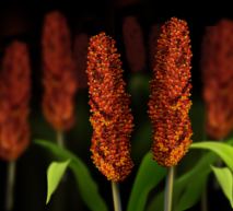 Sorghum Hero
