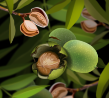 Tree Nuts Hero