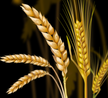 Wheat + Barley Hero