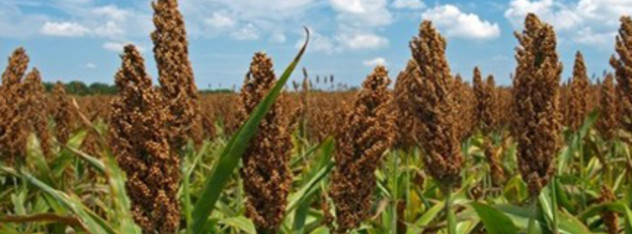 Sorghum