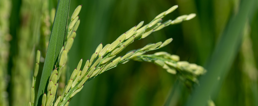 RiceTec Rice